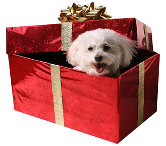 Dogs Like Gifts Too