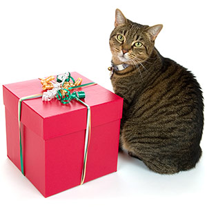 Gift Ideas for Cats