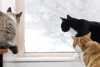 Cats Love Window Seats