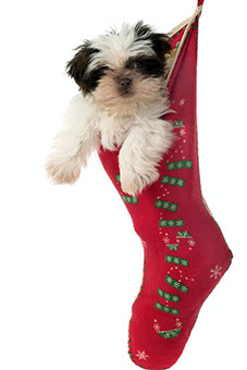 Christmas Stockings for Dogs
